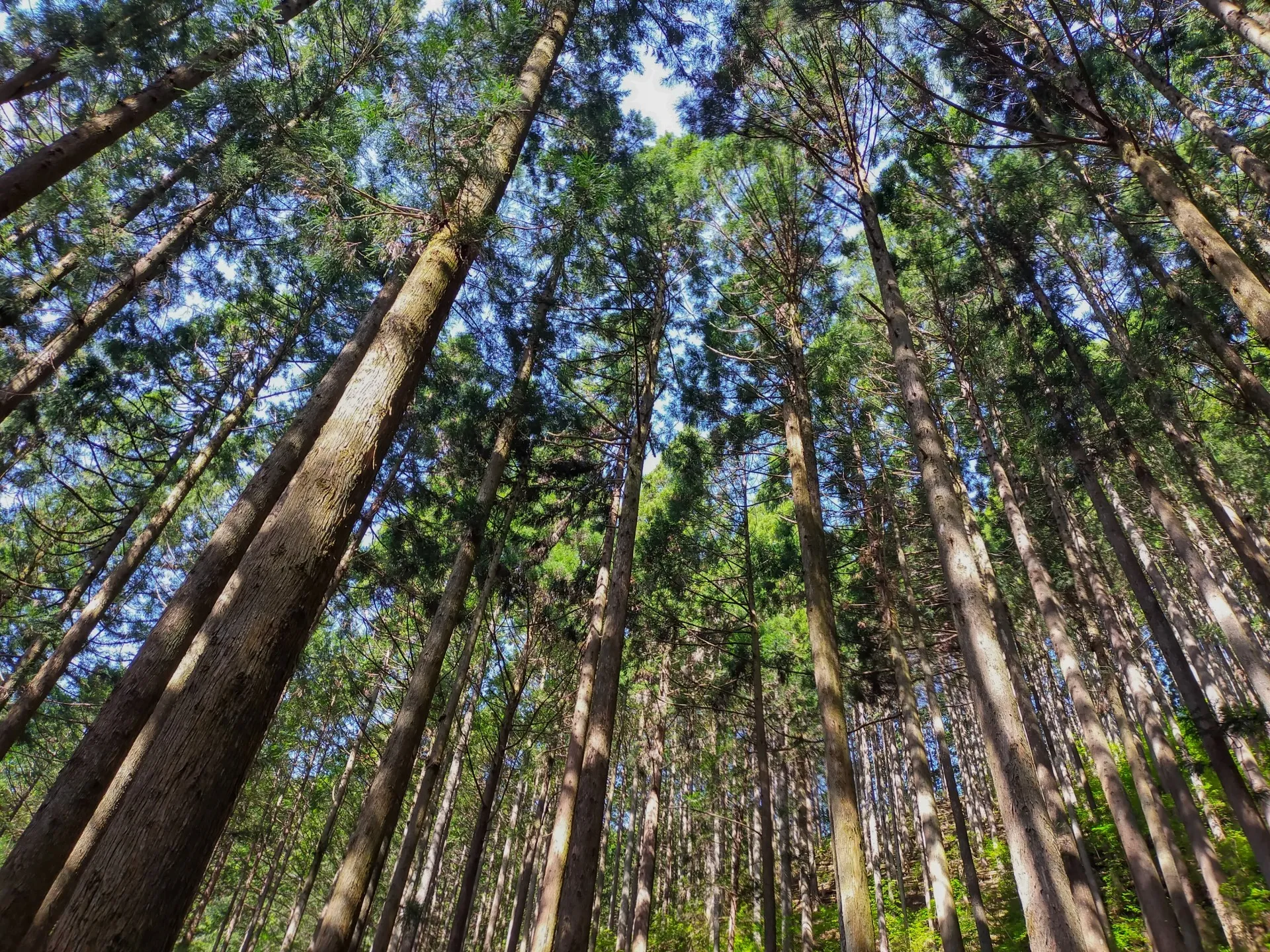 【コラム】相続した山林・農地・使わない土地を放置するリスクとは